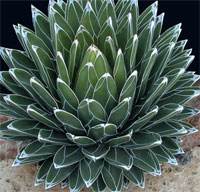 agava-2.jpg