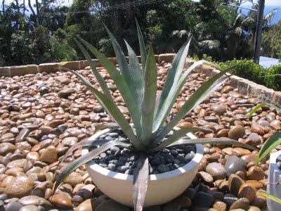 agave_americana_lg.jpg