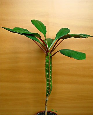 euphorbia02.jpg
