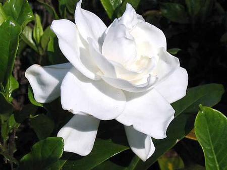gardenia2.jpg