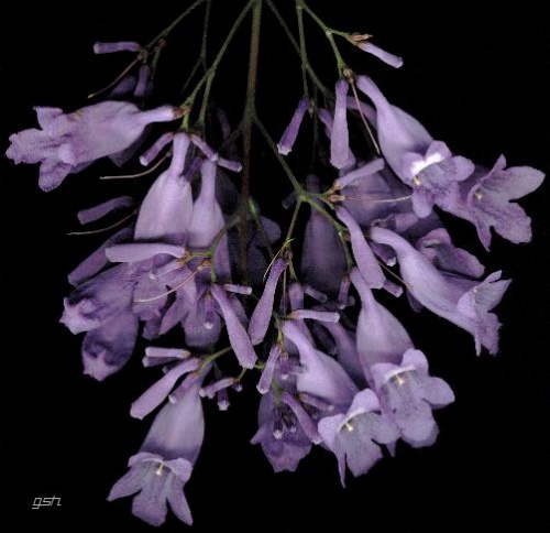 jacaranda_300302bsas_v.jpg