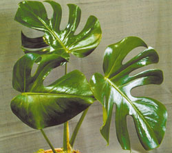 monstera2.jpg