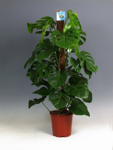 monstera deliciosa(2).jpg