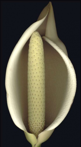 monstera_deliciosa_230302bsas.jpg