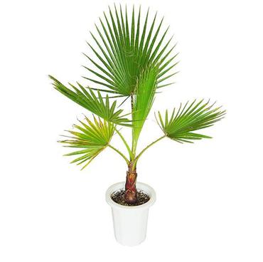 washingtonia.jpg