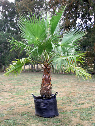 washingtonia_robusta1_1.jpg