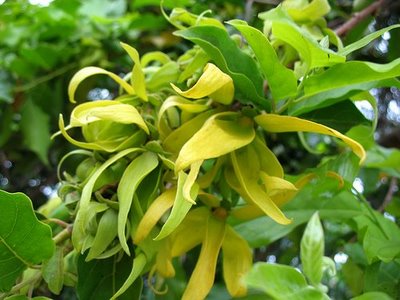 ylang-ylang.jpg