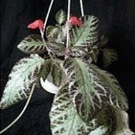 epistsiya_2.gif