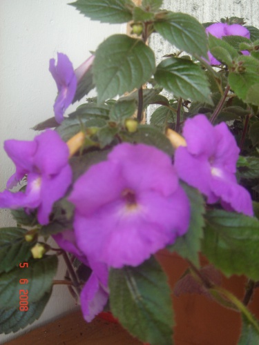 DSC00002.JPG