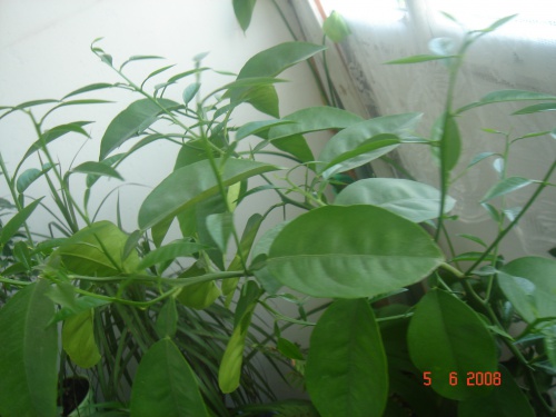 DSC00005_0.JPG