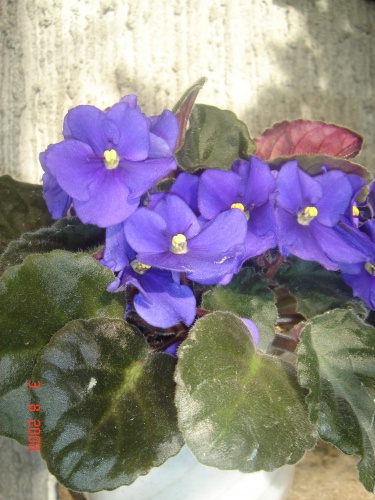 DSC01091_5.JPG
