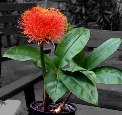 haemanthus[1].jpg