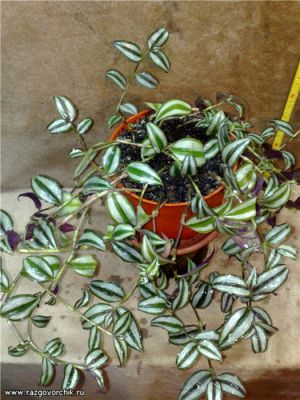 normal_Tradescantia_Zebrina_pendula_Schnizl[1].jpg
