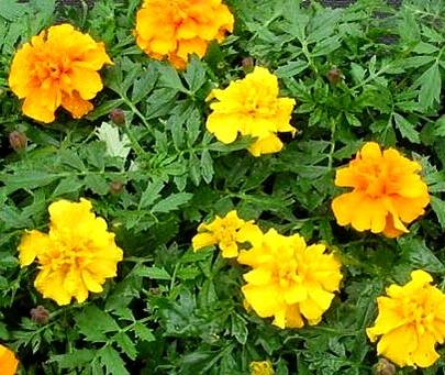 tagetes4[1].jpg