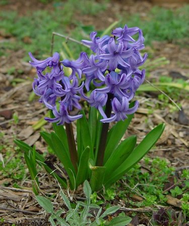 hyacinthus_plant.jpg