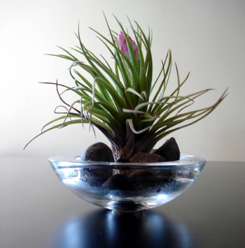 air-plant-in-votive-holder.jpg