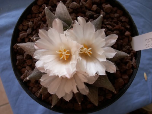 ariocarpus2_0.jpg