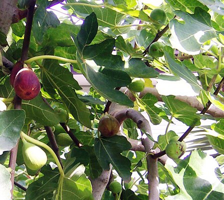 ficus_carica2.jpg