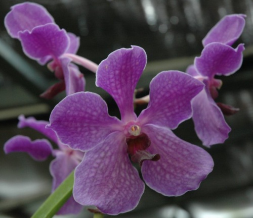 vanda ceccarelli.jpg