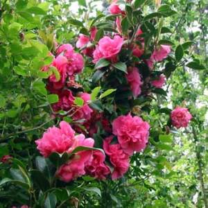 Camellia japonica.jpg