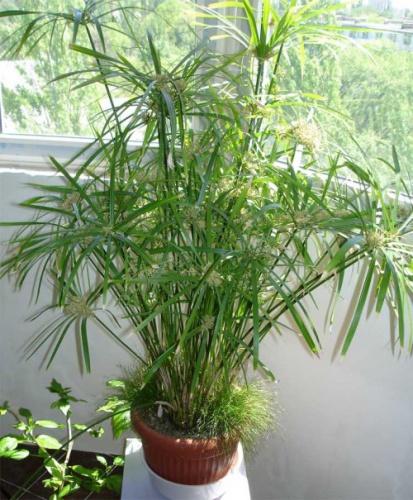 cyperus.jpg