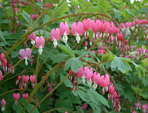 Dicentra spectabilis.jpg