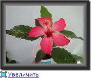 Hibiscus rosa-sinensis