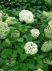 180px-Hydrangea_arborescens_'annabelle'2.jpg