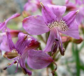 275px-Alstroemeria_revoluta_1.jpg
