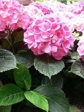 275px-Hydrangea_macrophylla_-_Bigleaf_hydrangea2.jpg