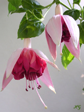Fuchsia.jpg