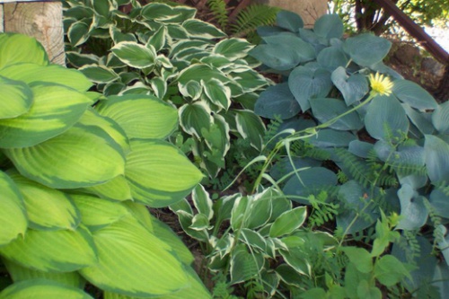 Hosta12.jpg