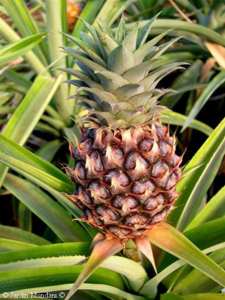 ananas_comosus.jpg