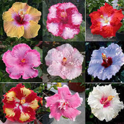 hibiscus_rosasinensis.jpg