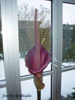 thumb_amorphophallus_konjac_flowers_1.jpg