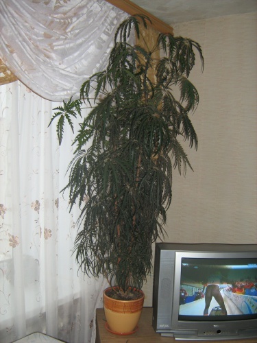 ÐÐ·Ð¾Ð±ÑÐ°Ð¶ÐµÐ½Ð¸Ðµ 015.jpg