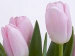 tulipa r_0.jpeg