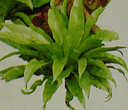 asplenium1.jpg