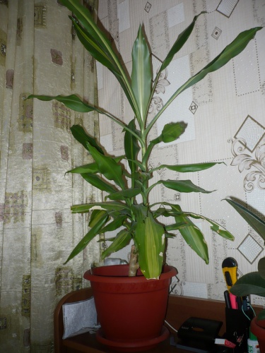 dracena.JPG